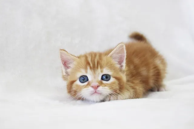 猫特有の性質やニーズへの理解